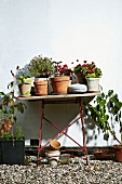 Topfpflanzen auf einem Gartentisch an der Hauswand