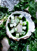 Oyster with herb sauce, dill and algae