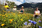 Older people picking flowers in a field