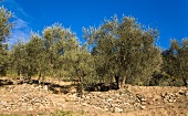 Grove of olive trees in Liguria