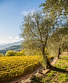 Blick vom Olivenhain über den Weingarten in die offene ligurische Landschaft