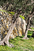 A supporting dry-stone wall in an olive grove