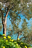 Mature olive trees close to the sea