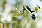 Olive sprig