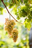 Ripe Pigato grapes on the vine
