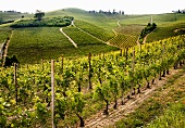 Rows of vines against the wine-growing landscape
