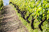 Rows of vines in the sunshine