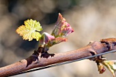 Spriessende Weinblätter im Frühling