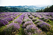 Großes Lavendelfeld