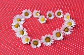 Heart shape of daisies on red and white spotted surface