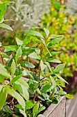 Bay leaves on the plant