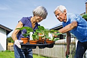 Seniorenpaar mit Jungpflanzen im Garten