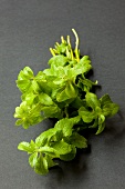 Sweet leaf (stevia)