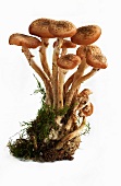 Armillaria mellea (honey fungus)