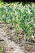 Leeks growing in the garden