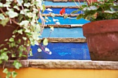 Potted pelargoniums and ivy on blue-painted stone steps