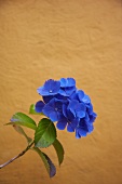 Blaue Hortensienblüte vor einer ockerfarbenen Mauer