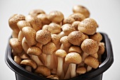 Fresh buna shimeji mushrooms in a plastic pot