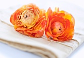 Studio shot of orange Ranunculus on napkin