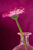 Gerbera in einer Vase vor purpurfarbenem Hintergrund