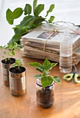 Stack of old newspapers and seedlings in jar and cans