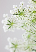 Blüte von Wilden Möhren (Daucus carota)