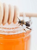 Close up of bee on honey jar