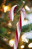 Close-up of candy cane hanging on christmas tree, studio shot
