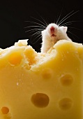 White mouse eating cheese, studio shot