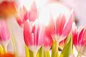Studio shot of pink tulips
