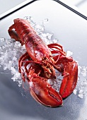 Cooked lobster on ice