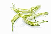 Puntarelle (variety of chicory) hearts