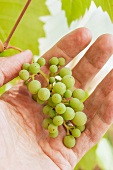 Hand holding unripe, green wine grapes