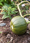 A green squash growing in the garden