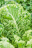 Kale (Brassica oleracea var. sabellica) growing in the garden