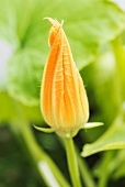 A yellow courgette flower (Cucurbita pepo)