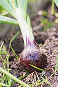 A freshly harvested red onion in the bed