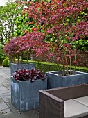 Terrace area with outdoor sofa & Japanese maple in planter