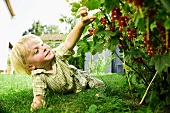 Germany, Bavaria, Boy picking red currants