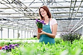 Germany, Bavaria, Munich, Mature woman in greenhouse with aster plants