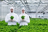 Germany, Bavaria, Munich, Scientists in greenhouse with parsley plant