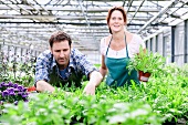 Germany, Bavaria, Munich, Mature man and woman standing with rocket plant in greenhouse