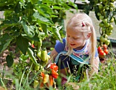 Germany, Bavaria, Girl picking tomatoes in garden