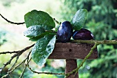 Plums with plum leaves