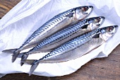 Three fresh mackerel on paper