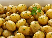 Vildmose potatoes with parsley