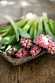 Pink hyacinths in flat, wicker basket on wooden surface