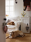 Two dogs in comfortable home office with white sofa; candlestick and table lamp on cabinet