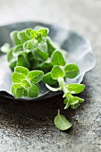 Marjoram