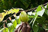 A hand reaching for starfruit on the tree